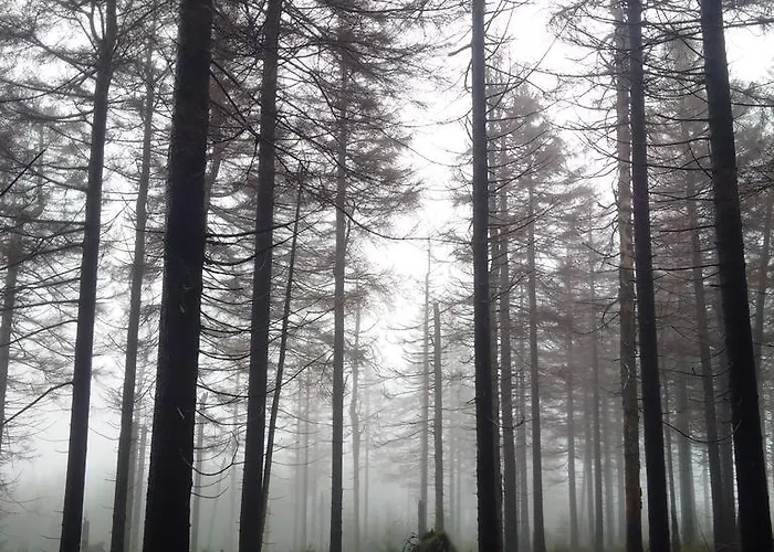 The Cabin - Harz National Park 招待所 圣安德里斯伯格